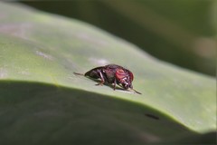 Notogramma