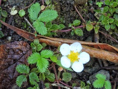 Fragaria nubicola
