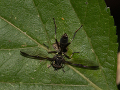 Salpingogaster nigra