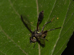 Salpingogaster nigra