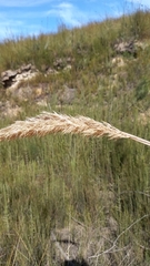 Capeochloa cincta cincta