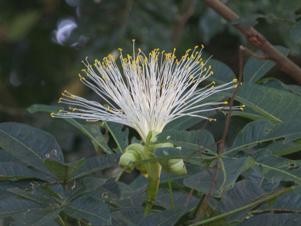 Pachira glabra