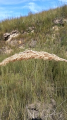 Capeochloa cincta cincta