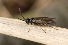 Empria