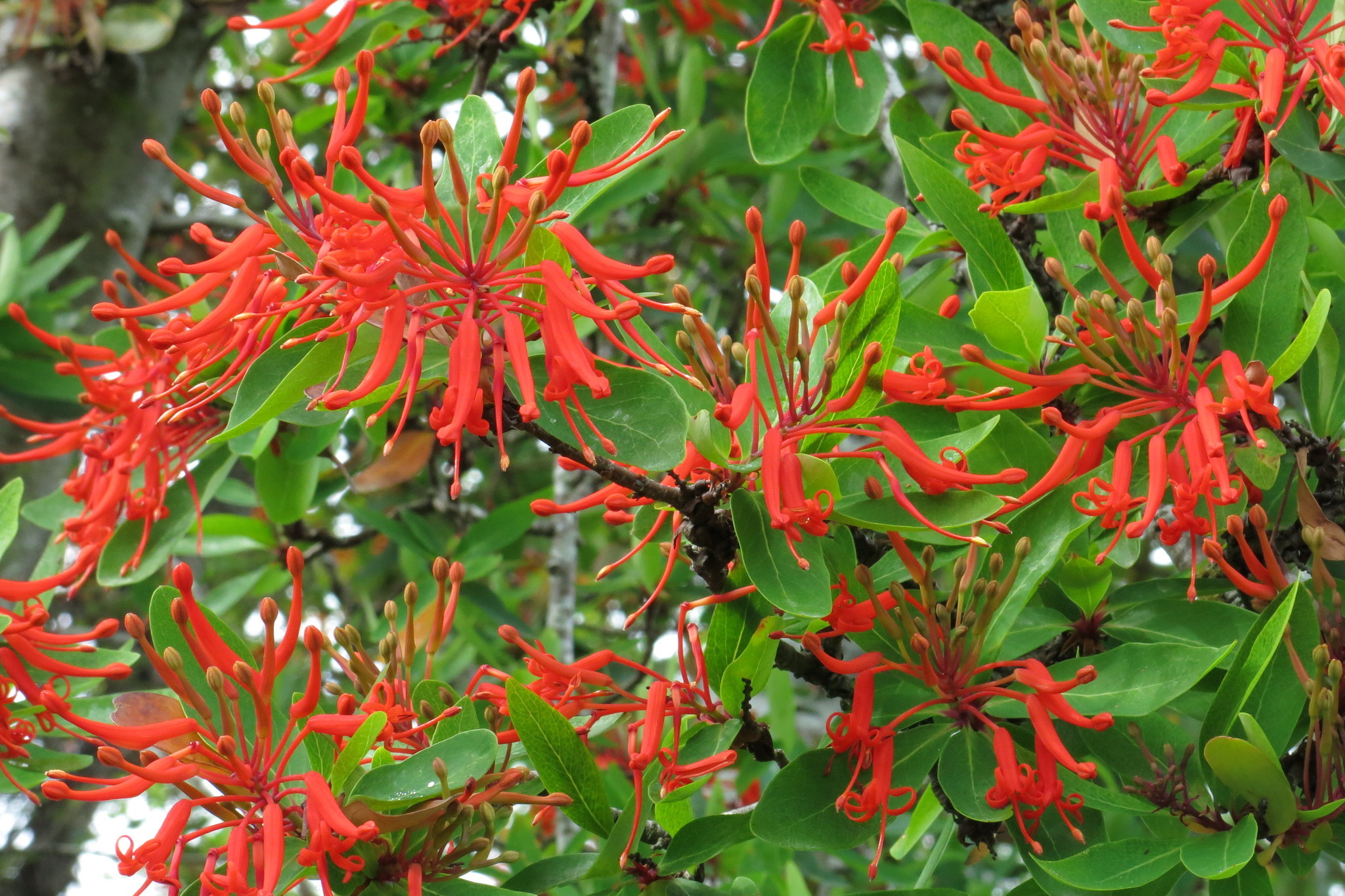 Embothrium