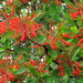 Chilean Firebushes - Photo (c) John Barkla, some rights reserved (CC BY), uploaded by John Barkla