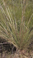 Capeochloa cincta cincta