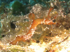 Amphelikturus dendriticus