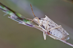 Oebalus
