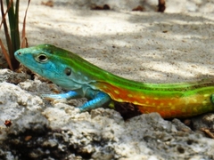 Dotted Racerunner photo 3