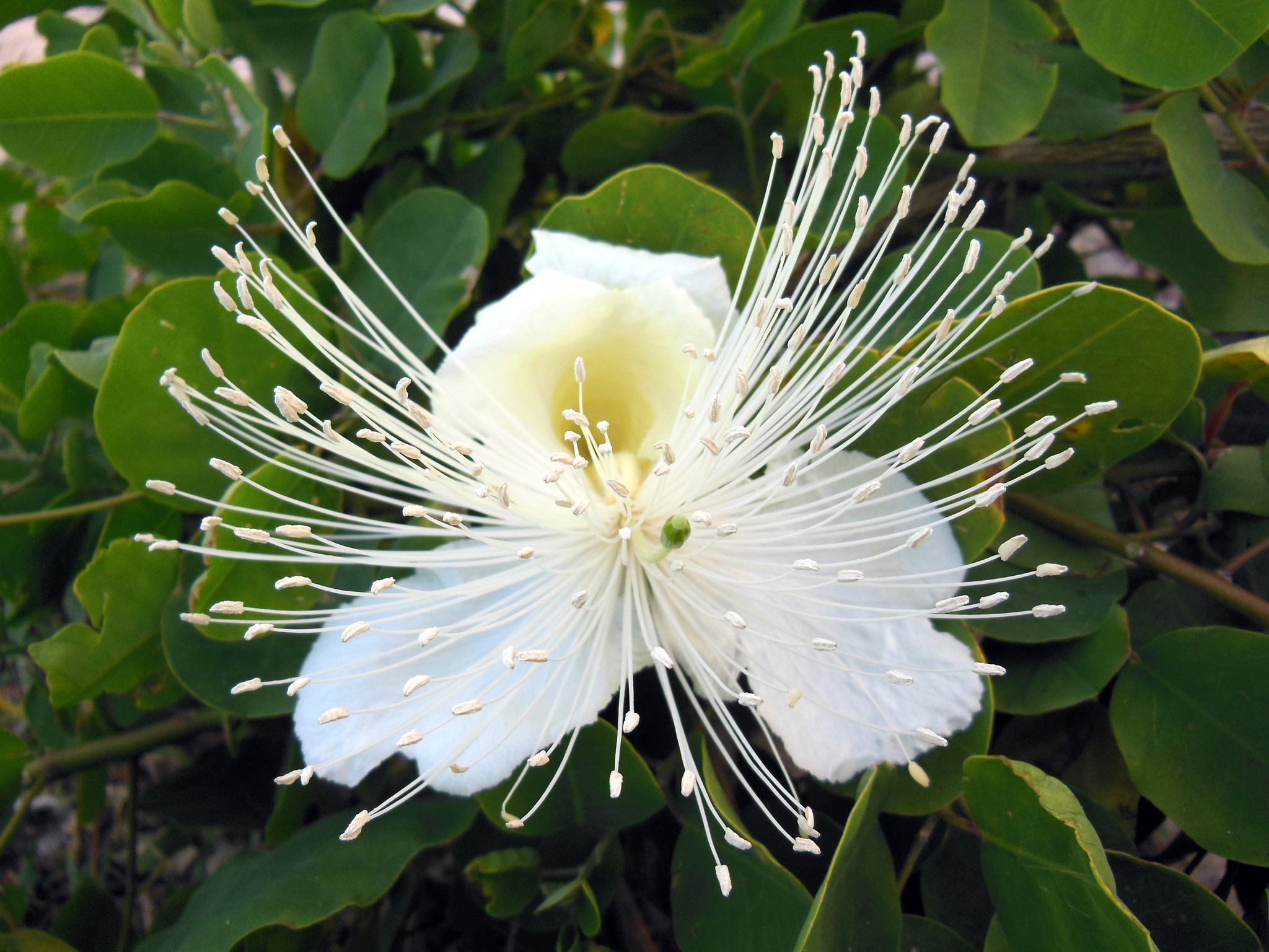 Capparis sandwichiana