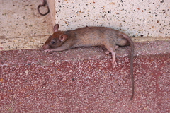 Rattus rattus