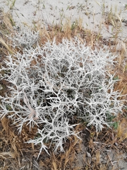 Centaurea spinosa