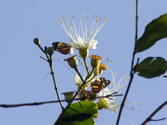 Tithorea harmonia pseudethra