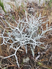 Centaurea spinosa