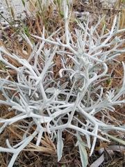 Centaurea spinosa