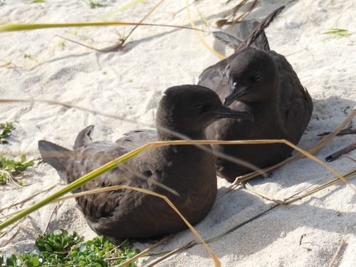 Puffinus nativitatis observed 2013-03-19