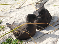 Puffinus nativitatis