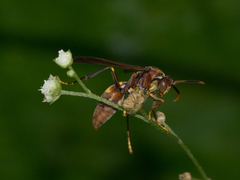 Polistes simillimus