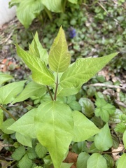 Asclepias quadrifolia