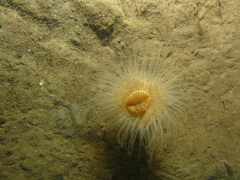 Sagartiogeton undatus