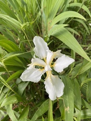 Iris tectorum