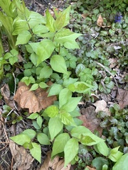 Asclepias quadrifolia