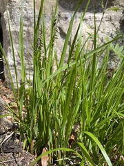 Melica nutans