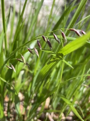Melica nutans