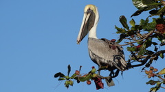 Pelecanus occidentalis