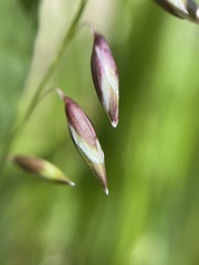 Melica nutans