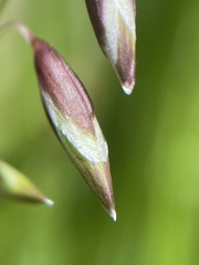 Melica nutans