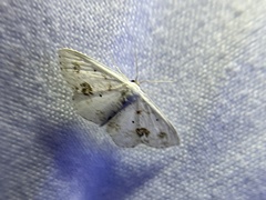 Scopula lautaria