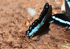 Papilio chrapkowskoides