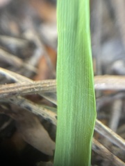 Melica nutans