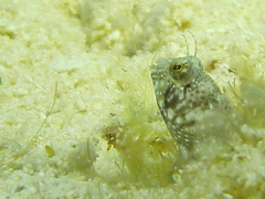 Emblemaria pandionis