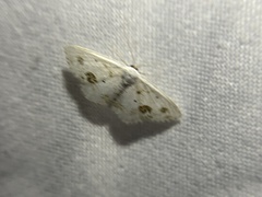 Scopula lautaria
