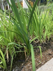 Iris virginica