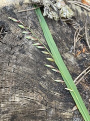 Melica nutans