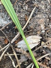 Melica nutans