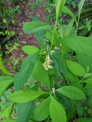 Oemleria cerasiformis