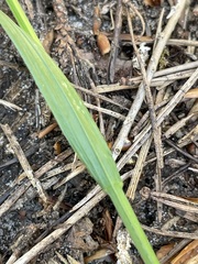 Melica nutans