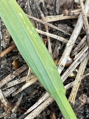 Melica nutans