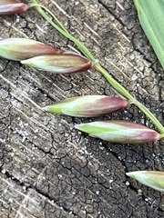 Melica nutans