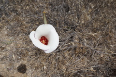Calochortus simulans