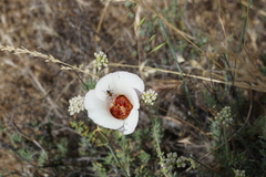 Calochortus simulans