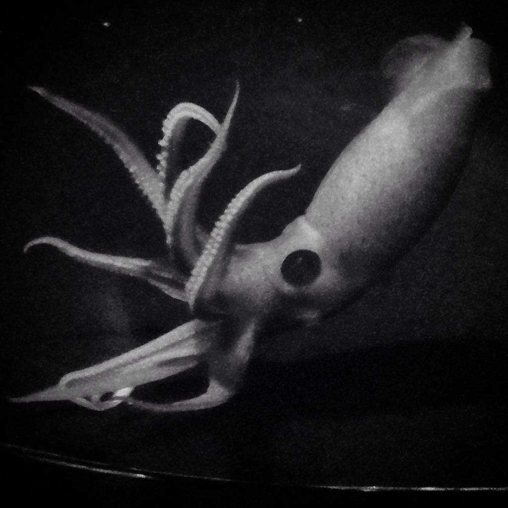 Strawberry Cock-eyed Squid