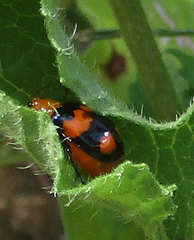 Sonchia sternalis