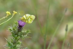 Zegris eupheme