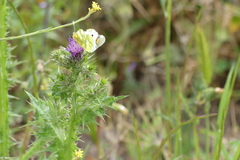 Zegris eupheme